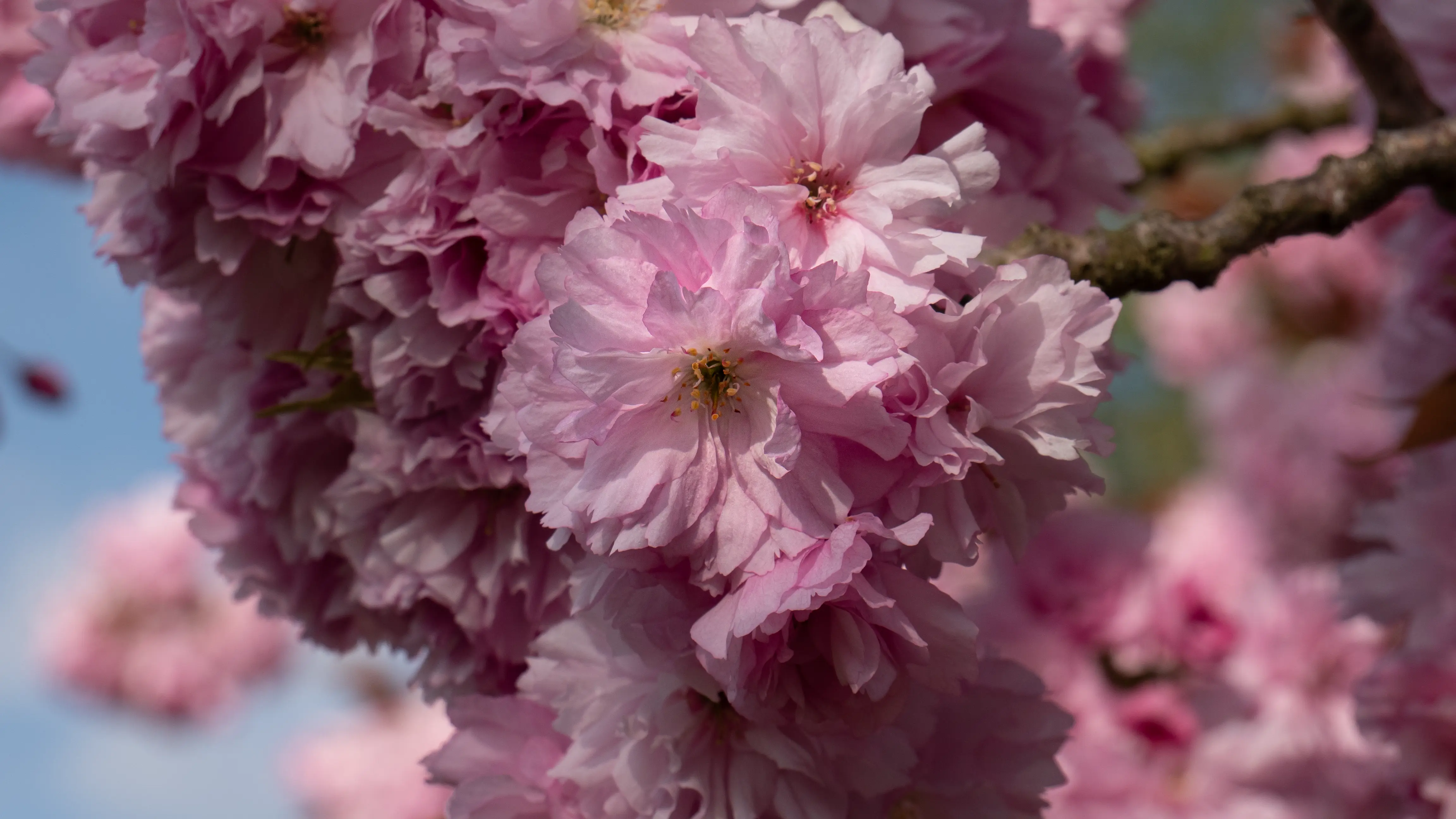 Plum Flowers