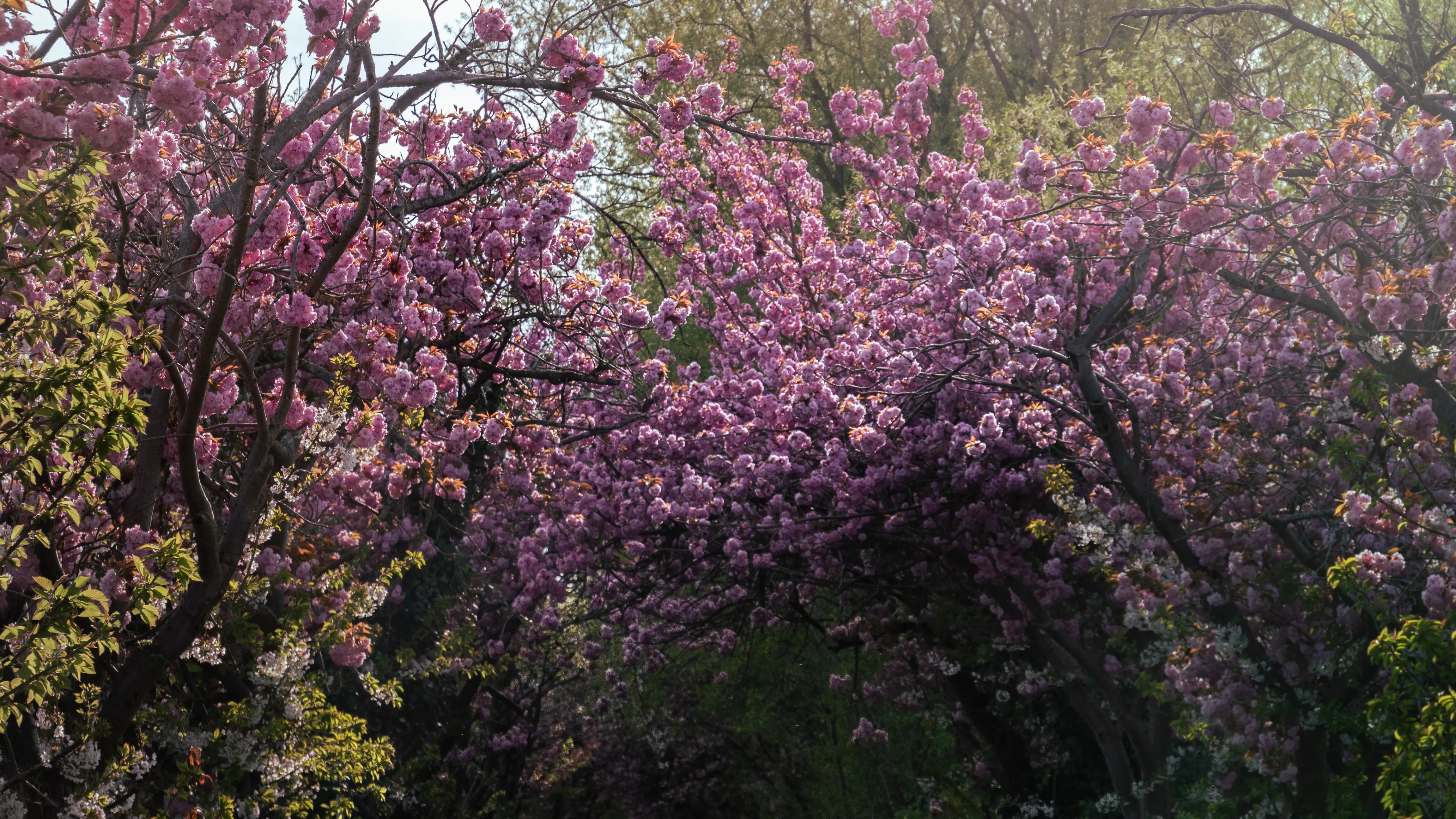 Spring