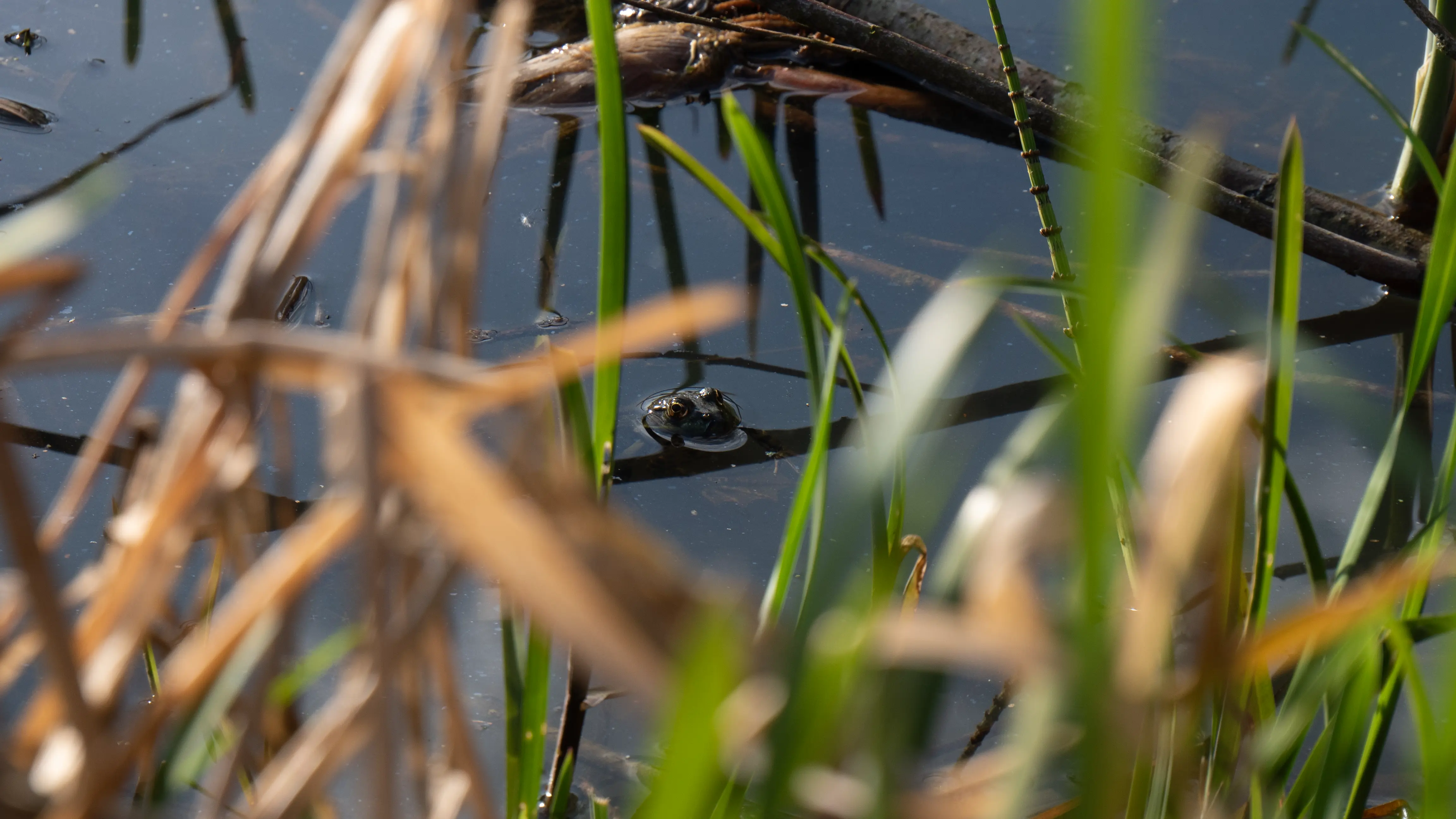 Crapaud